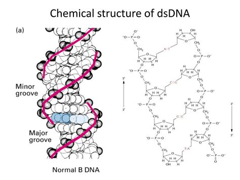 Ppt Mcb Molecular Biology Powerpoint Presentation Free