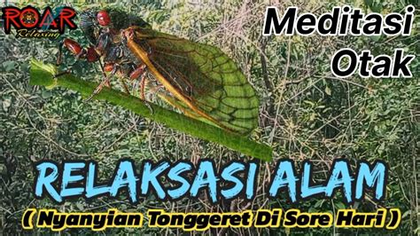 Relaksasi Alam Menit Suara Toggeret Hutan Cicada Meditasi Otak