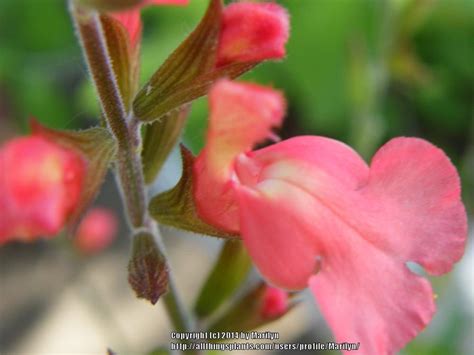 Photo Of The Closeup Of Buds Sepals And Receptacles Of Autumn Sage