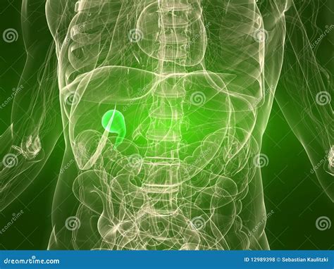 The Gall Bladder Labeled Diagram Vector Illustration Cartoondealer