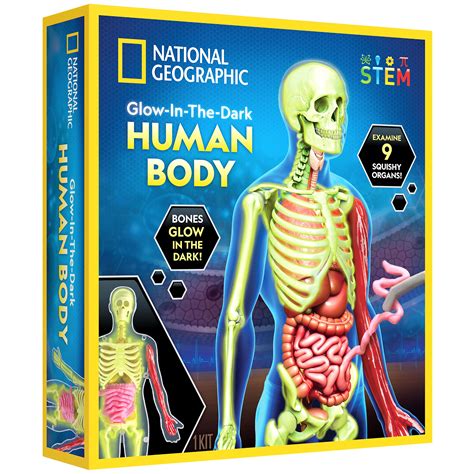 National Geographic Glow In The Dark Human Body Anatomy Models For