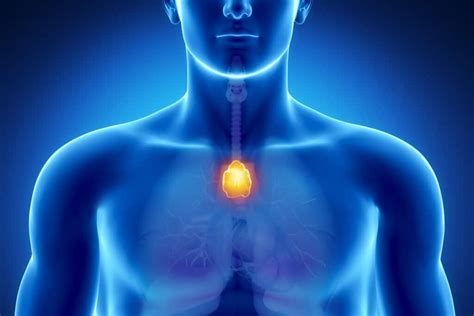 Une Tude R V Le L Importance Inattendue Du Thymus Chez L Adulte