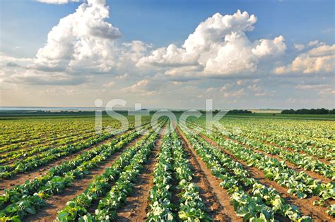 Cabbage Field Stock Photo | Royalty-Free | FreeImages