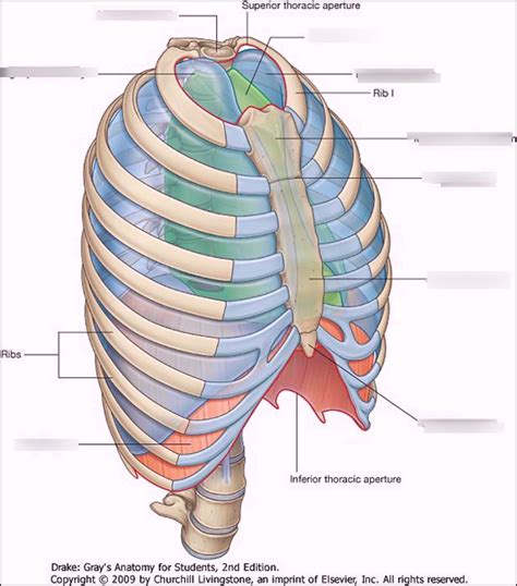 Anatomy: Test 1 (thoracic cavity) Diagram | Quizlet