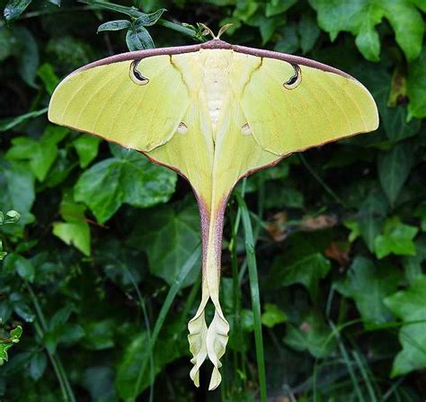 Actias Maenas Doubleday Priamus Documentary