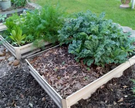 9 Best Vegetables To Grow In Raised Beds Amaze Vege Garden