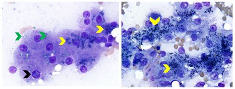 Color Atlas Of Canine And Feline Liver Cytology MSPCA Angell