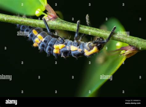 Lady Bug Larva Aphids Fotos Und Bildmaterial In Hoher Auflösung Alamy