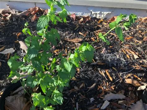 plants    mint  arent revealed lawncaregrandpacom