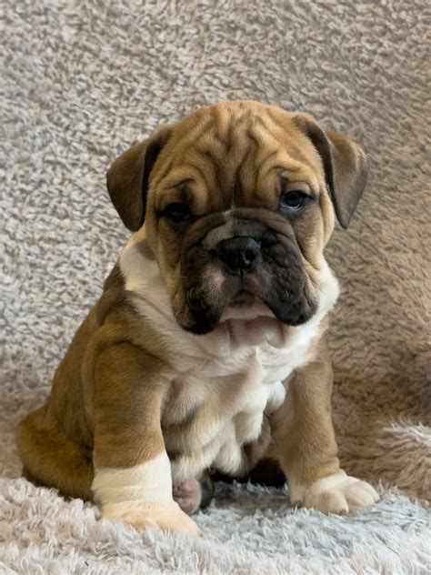 Rascal - American Bulldog and English Bulldog Hybrid Puppy for Sale in ...