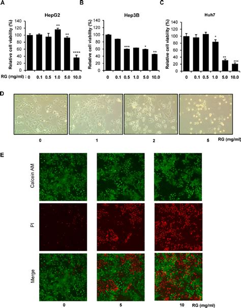 Effects Of RG On Growth Of HCC Cells A B And C HepG2 A Hep3B