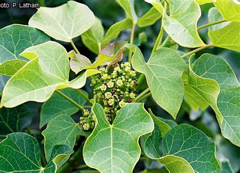 Jatropha Curcas Ufifas Assessment University Of Florida Institute