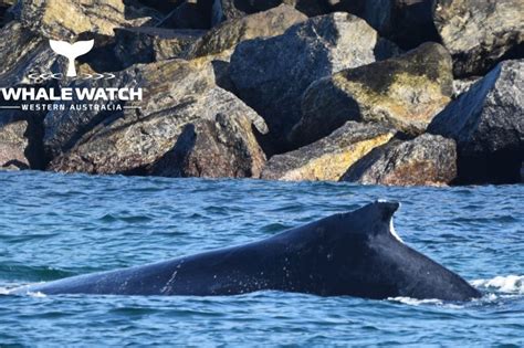 Augusta Harbour Whale Watching | Whale Watch Western Australia