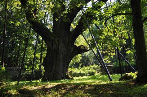 Drzewo Roku oddaj swój głos Sozosfera ochrona środowiska