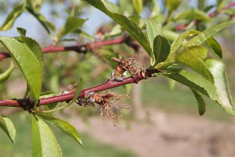 Poor Pollination in Peach | Scouting Guide for Problems of Fruit