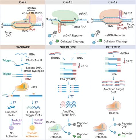 Crisprbased Biosensing System Three Crisprbased Cleavage Mechanisms