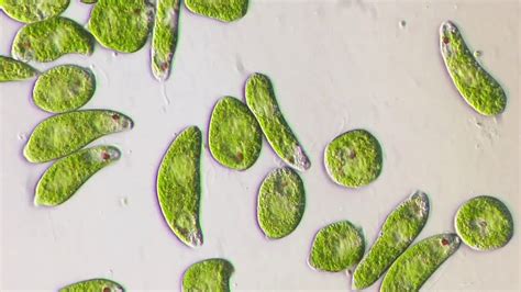 Euglena Flagella Youtube