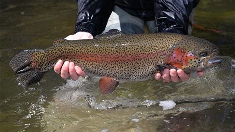 Pfbc Releases Its Adult Trout Stocking Schedule For Fishing Season