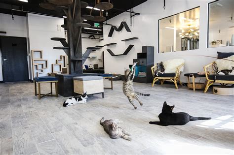 Catcafe Lounge Los Angeles Ca • Hauspanther