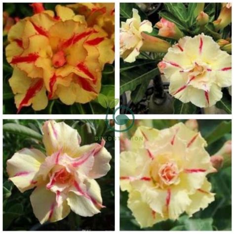 Rosy Adenium Obesum Siam Yellow Desert Rose Flowers 4 Seeds