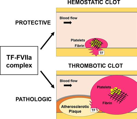 Tissue Factor Arteriosclerosis Thrombosis And Vascular Biology