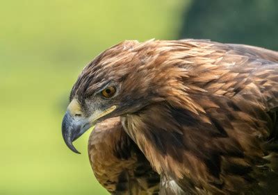 Falcon By Saad Salem