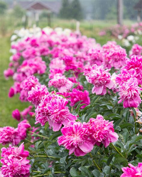 Pure Peony Flower Farms Near Me in PNW - Home With Holly J