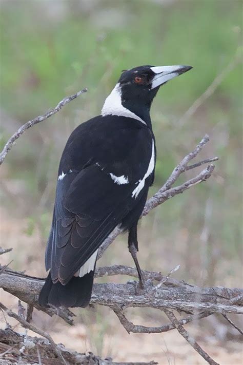 Australian Magpie Gymnorhina Tibicen Terraereginae Kuranda