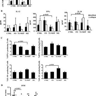 Transfer Of Remission T2 MZP B Cell Inhibits T Cell Proliferation And