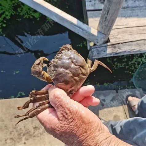 螃蟹热到不想蜕壳，今年你还能按时吃上阳澄湖“大”闸蟹吗？养殖水草高温