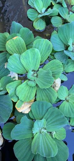 WATER LETTUCE POND PLANT - Cofer's Home & Garden