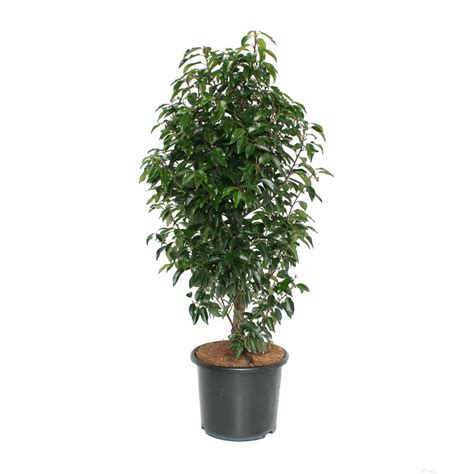 Portugiesischer Lorbeer Prunus Angustifolia L Heckenpflanze Kaufen