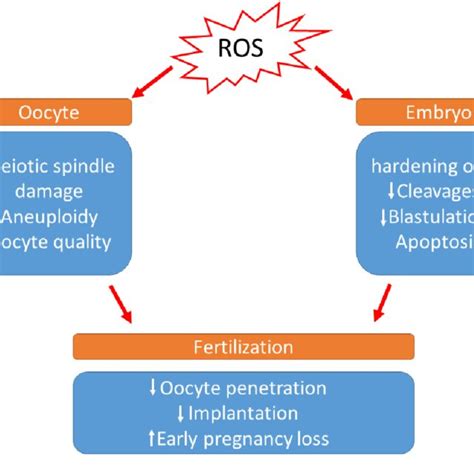 Effects Of Increased Levels Of Reactive Oxygen Species During Ivf