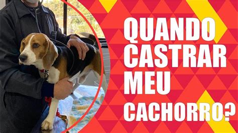 Quando castrar meu cachorro e quais os benefícios da castração YouTube