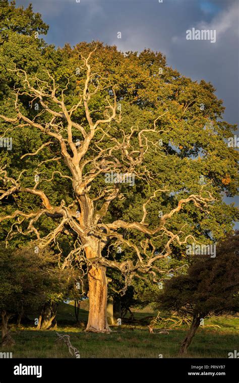 Dead Common Oak Pedunculate Oak European Oak English Oak Tree