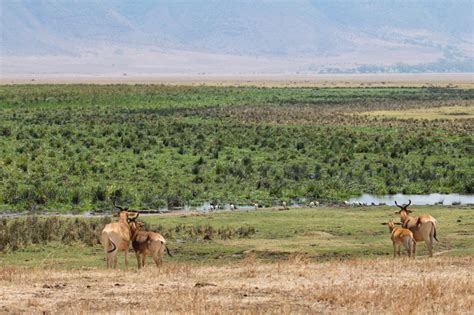 Safari Nel Cratere Di Ngorongoro Viaggiare Con Passione