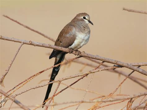 Namaqua Dove