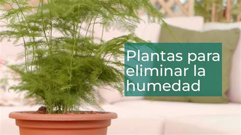 5 Plantas Que Absorben La Humedad En El Hogar Plantas En Verdecora