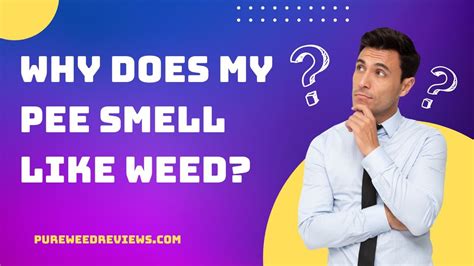 Why Does My Pee Smell Like Weed Pure Weed Reviews