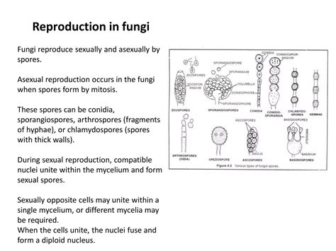Fungi.pdf