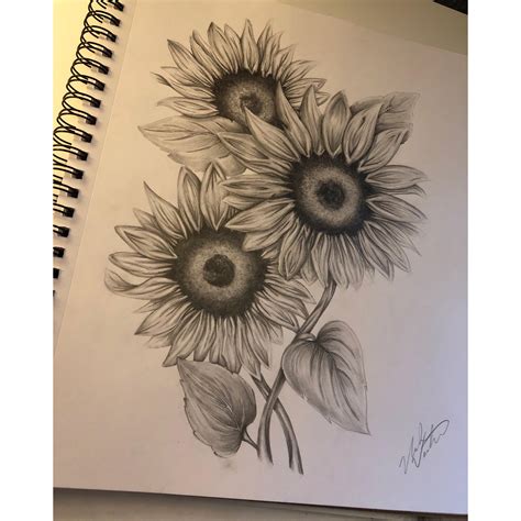 Sunflower Drawings In Pencil