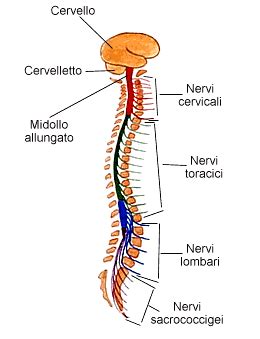 Midollo Spinale