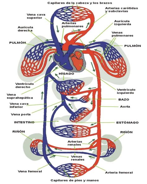 BIOLOGÍA 6 y 7 3 Lección Circulación en el ser humano 3 LECCION