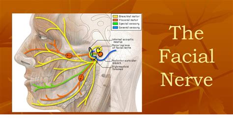 Motor Cranial Nerves Ppt - Infoupdate.org