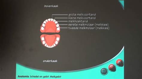 Anatomie Schedel En Gebit Melkgebit Youtube