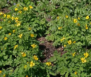 Celandine Poppy, Stylophorum diphyllum – Wisconsin Horticulture