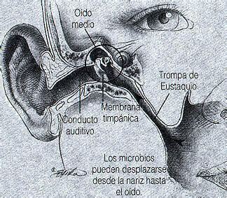 Fisiolog A De La Trompa Faringotimpanica La Directa Relaci N