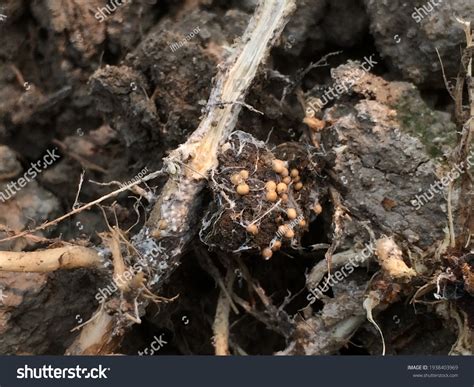 46 Imágenes De Soil Borne Pathogen Imágenes Fotos Y Vectores De