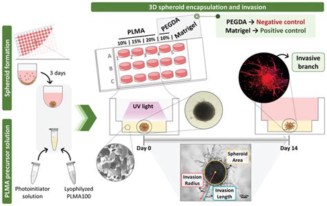 Schematics Of 3d Spheroids Encapsulation To Study Cell Spheroid