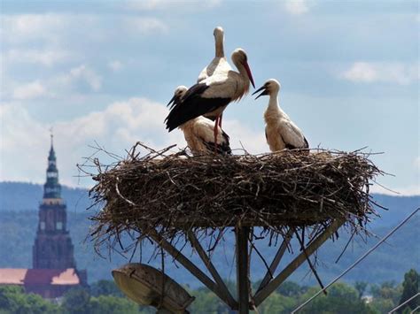 What bird is on the Polish flag? - Quora